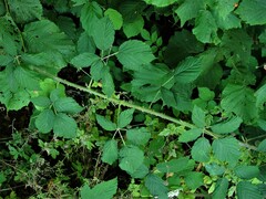 Rubus criniger