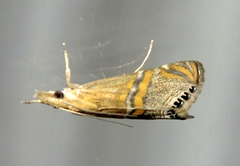 Euchromius bella