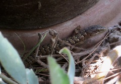 Elgaria multicarinata