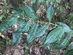 Lasianthus micranthus