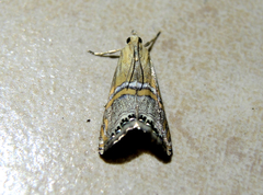 Euchromius bella