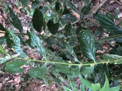 Lasianthus micranthus