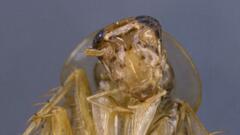 Neoblattellini