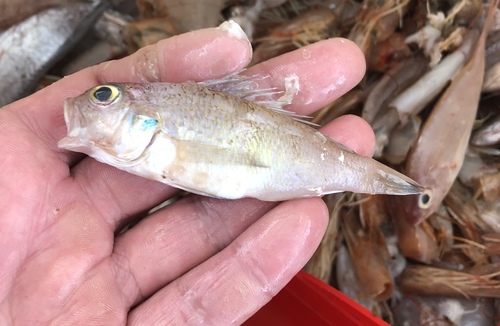 Blackear bass (Serranus atrobranchus) — Serranidae — 3