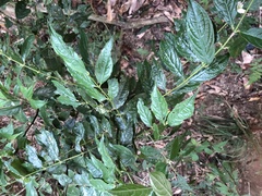 Lasianthus micranthus