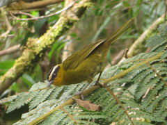 Kleinothraupis atropileus