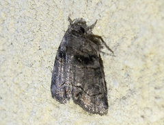 Bryophila tephrocharis