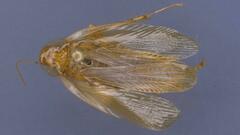 Neoblattellini