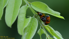 Physosmaragdina nigrifrons