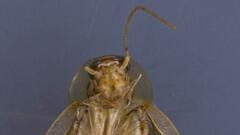 Neoblattellini
