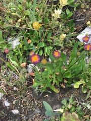 Packera pauciflora