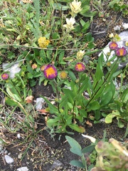 Packera pauciflora