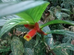 Columnea dimidiata