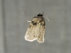 Bryophila tephrocharis