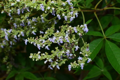 Vitex negundo cannabifolia