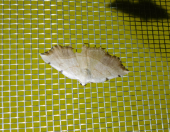 Eilicrinia trinotata