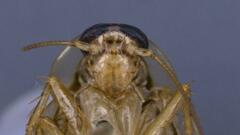 Neoblattellini
