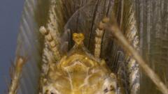 Neoblattellini