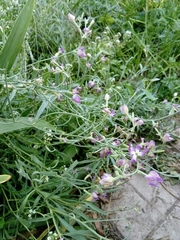 Matthiola longipetala bicornis