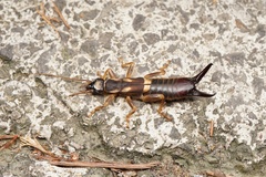 Cranopygia