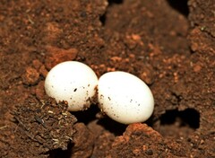 Lygodactylus ocellatus