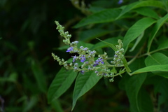 Vitex negundo cannabifolia