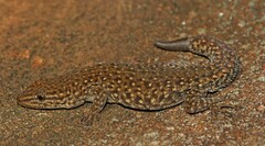 Lygodactylus ocellatus
