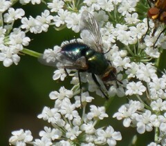 Chrysosomopsis aurata