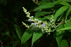 Vitex negundo cannabifolia