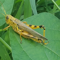 Melanoplus differentialis