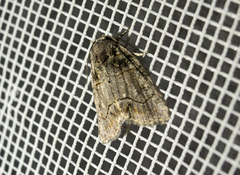 Bryophila tephrocharis