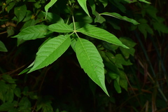 Vitex negundo cannabifolia