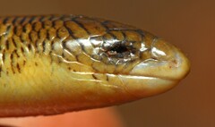White-Throated Legless Skink photo 5