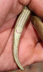 White-Throated Legless Skink photo 3