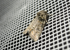 Bryophila tephrocharis