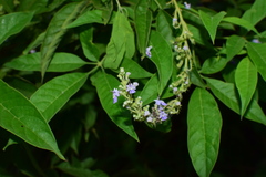 Vitex negundo cannabifolia