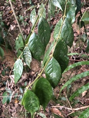 Lasianthus hispidulus