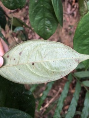 Lasianthus hispidulus