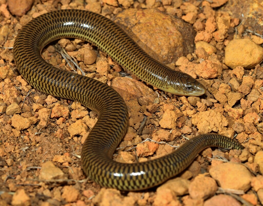 White-Throated Legless Skink