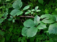 Rubus cissburiensis