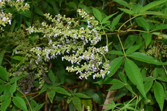 Vitex negundo cannabifolia