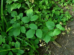 Rubus cissburiensis