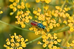 Chrysis inaequalis