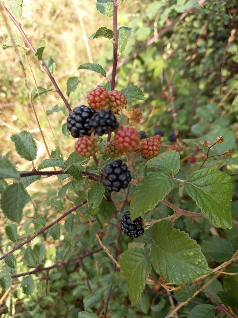 elmleaf blackberry from Genneton on August 15, 2022 at 04:59 PM by ...