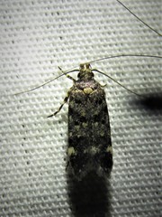 Chionodes bicostomaculella