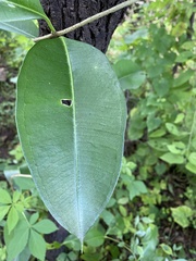 Cryptolepis buchananii