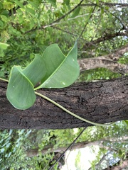 Cryptolepis buchananii