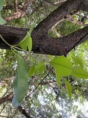 Cryptolepis buchananii