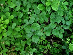 Rubus newbouldii