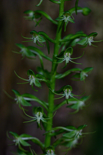 Habenaria malacophylla image